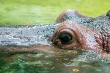 big eye hippopotamus in poolの写真素材