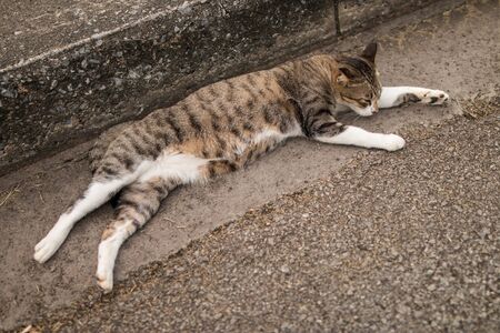 cute funny cat sleep on walk way in the gardenの写真素材
