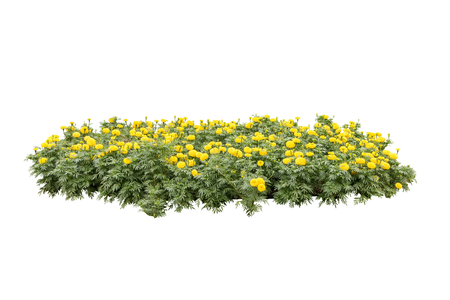 yellow flower bush tree isolated whited backgroundの写真素材