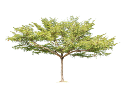 tree isolated white backgroundの写真素材