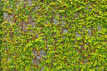 plant texture on the wall
