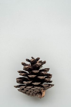 pine cones on gray background