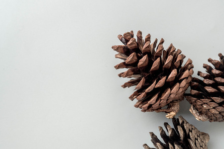 pine cones on gray backgroundの写真素材