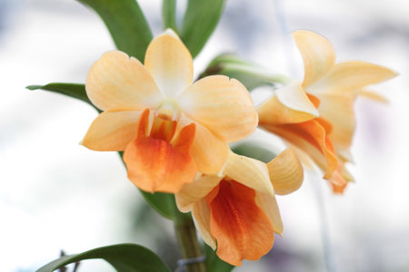Flowers and orchid for decorating background picturesの写真素材