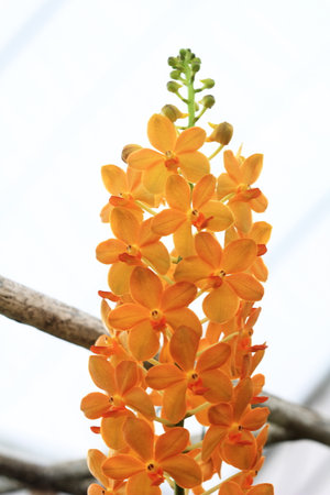 Orchid flower in garden at winter or spring day for postcard beauty and agriculture concept design.の素材