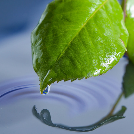 Water drops on leavesの写真素材