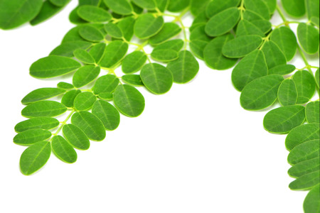moringa leaves on white backgroundの写真素材