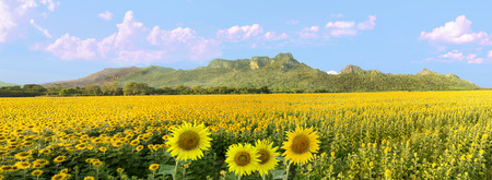 Sunflower Farmの写真素材
