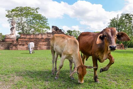 Cows With a Temple Ruinの写真素材