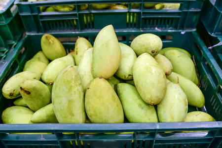 Fresh mangoesの写真素材