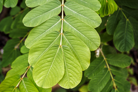 Senna alata,green leaves have properties of medicine.の写真素材