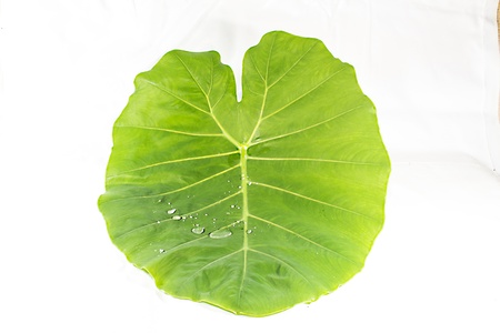 Lotus leaf with water drops effect greenの写真素材