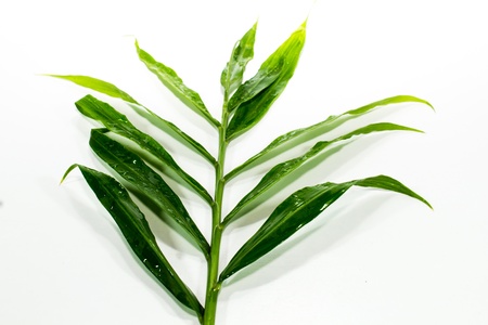 fresh Ginger leaves  on white backgroundの写真素材