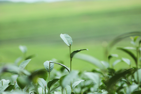 Beautiful pattern of bright, green tea garden on the hillの写真素材