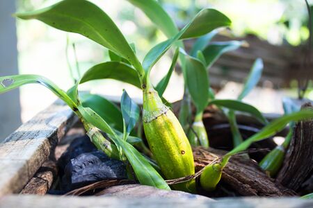 flower Orchids on a  Flowerpotの写真素材