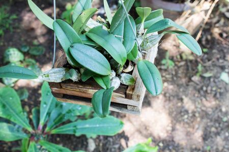 Orchid plant on a  Flowerpotの写真素材