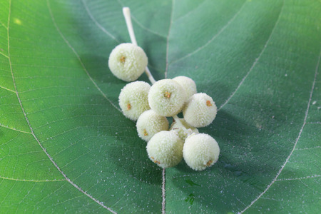 Fruit  on a green leaf 
