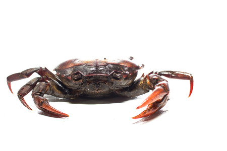 Field crab on white backgroundの写真素材