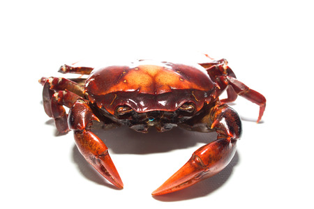 Field crab on white backgroundの写真素材
