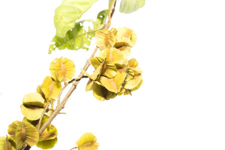 Seeds and twigs on white