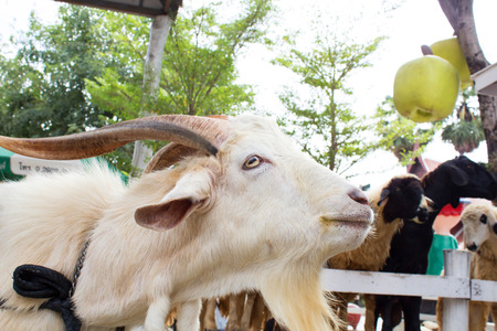 White goat farmの写真素材