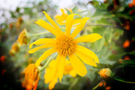 Yellow flowers on the mountain
