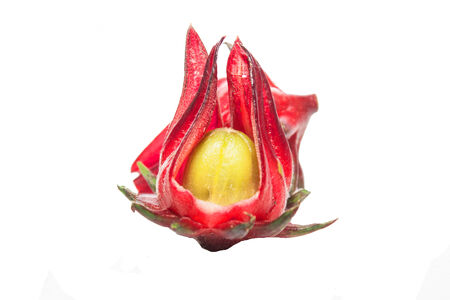 Roselle on a white backgroundの写真素材