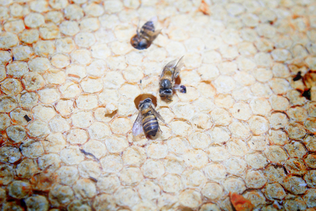 Close up view of the working bees on honeycells