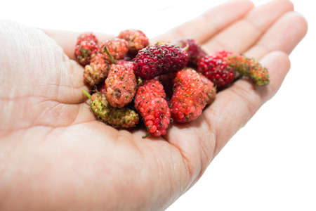 Blue berries   Fresh ripe berry in closeupの写真素材