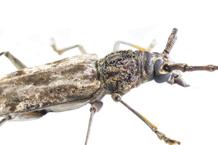 beetle isolated on white の写真素材