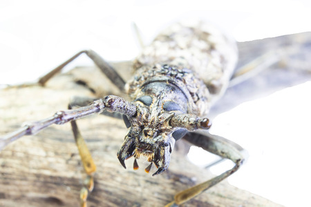 beetle isolated on white の写真素材