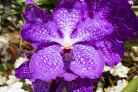 Stars of colorful orchidsの写真素材