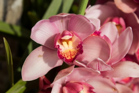 Stars of colorful orchidsの写真素材