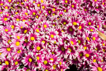 Beautiful flowers of chrysanthemumsの写真素材