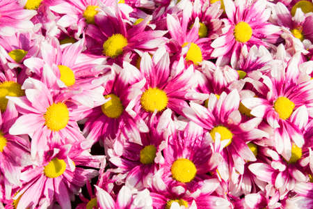 Beautiful flowers of chrysanthemumsの写真素材