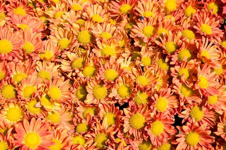 Beautiful flowers of chrysanthemumsの写真素材