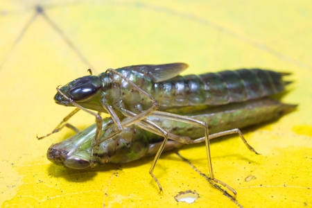 The world of insectsの写真素材