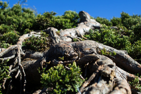 View of pine in the morning and blues skyの写真素材