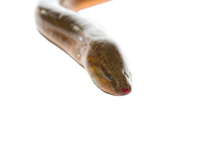 Fresh thailand eel on white backgroundの写真素材