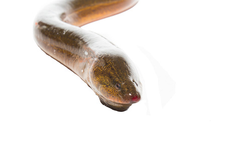 Fresh thailand eel on white backgroundの写真素材