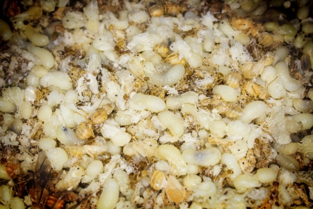 Eggs of ant and become the food later の写真素材