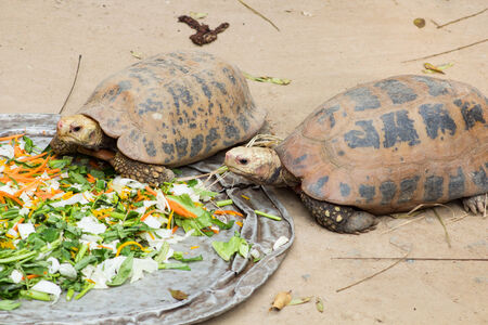 Big Seychelles turtle eatの写真素材