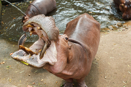 Hippopotamus showing huge jaw and teethの写真素材