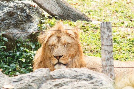 The most beautiful lion