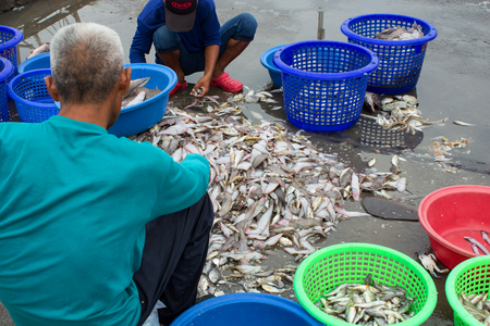 Fisherman worker sorting fish のeditorial素材