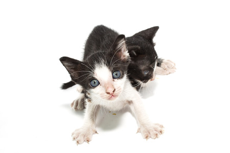 Small  kitten isolated on white background の写真素材
