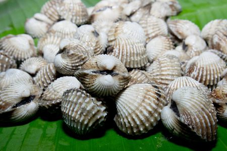 Fresh Shellfish Blood Cockles の写真素材