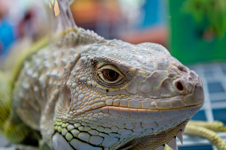bearded dragons in frontの写真素材