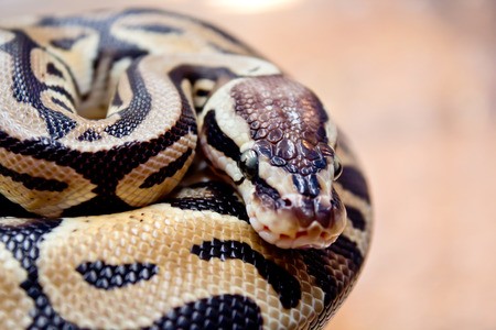  snakeの写真素材