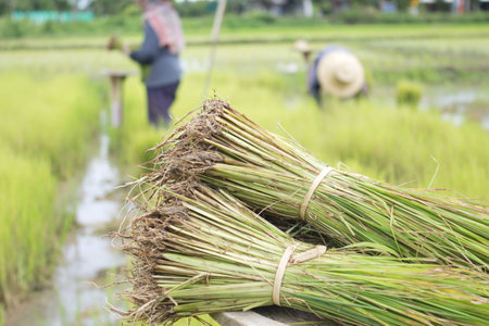 People planting riceの写真素材